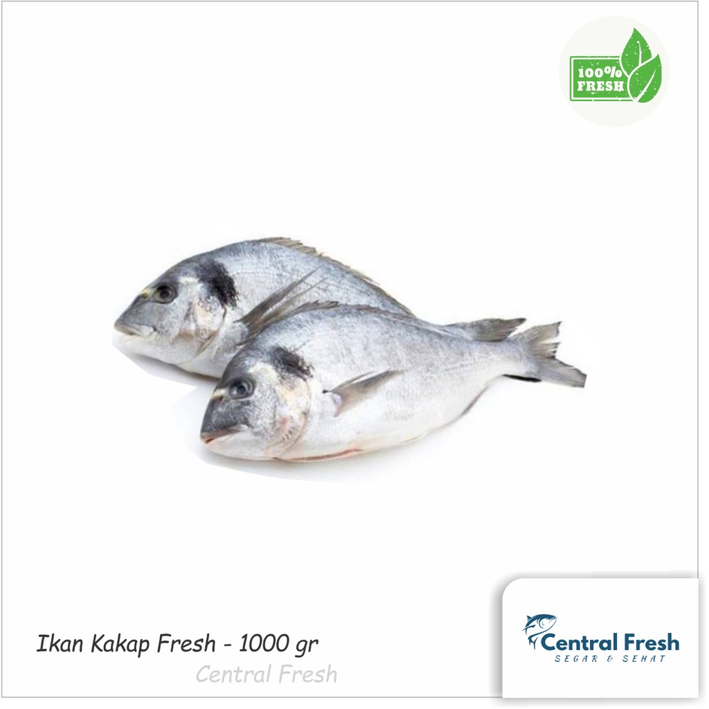 

Ikan Kakap Fresh - 1000 gram