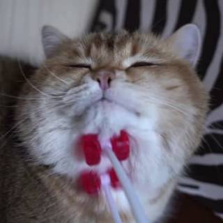  Alat  pijat wajah leher kucing  anjing massage hewan  