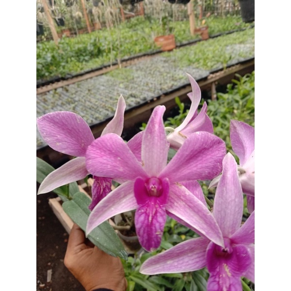 Dendrobium Empat Desember (enobi x caesar)
