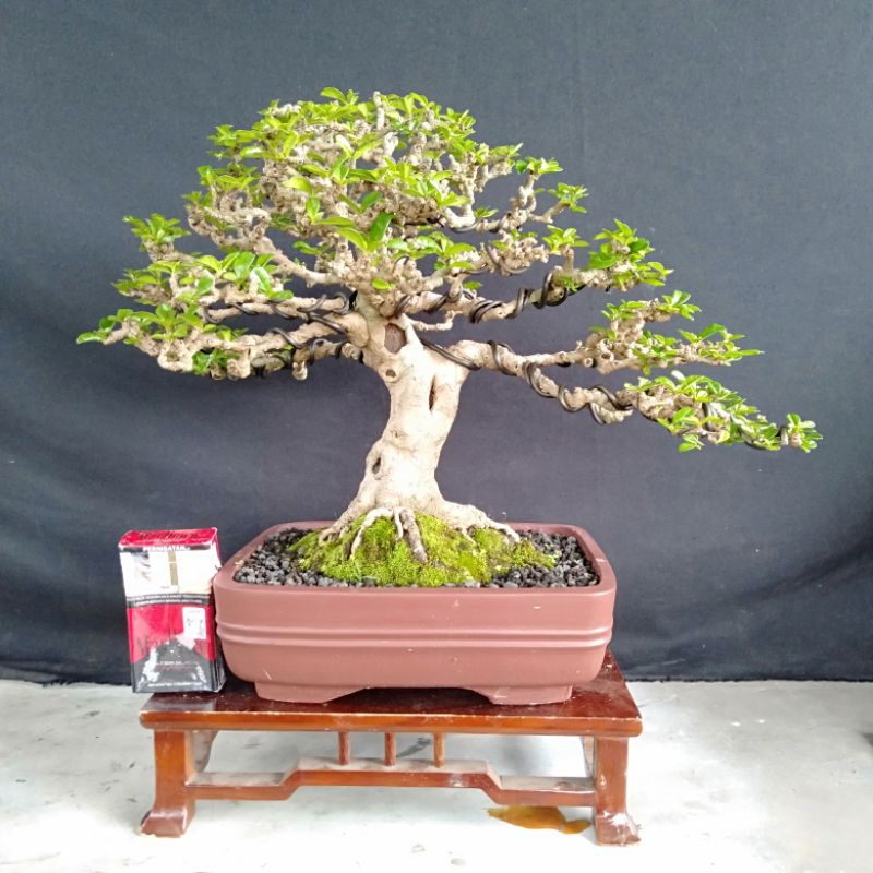 Bonsai Hokiantea Bonsai Jadi Bonsai Hokiantie Siap Pajang, Bonsai Real picture
