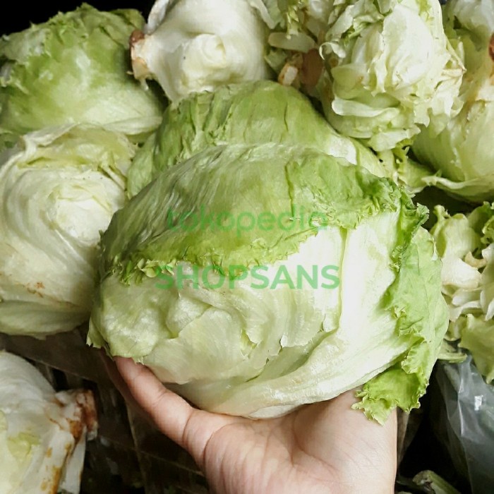 

Lettuce Head Selada 500gr