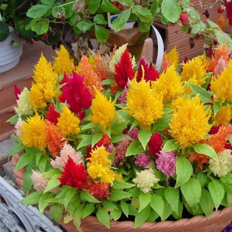 Tanaman Hias celosia