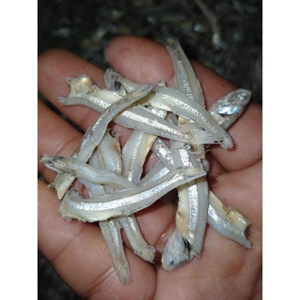 

Ikan Teri Sibolga 500 gram 500gr Organik Tanpa Pengawet Tanpa Pemutih