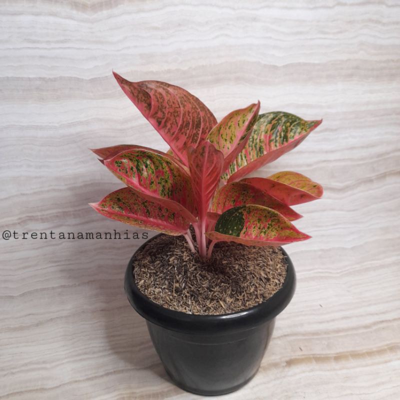 Aglaonema Arini Mutasi