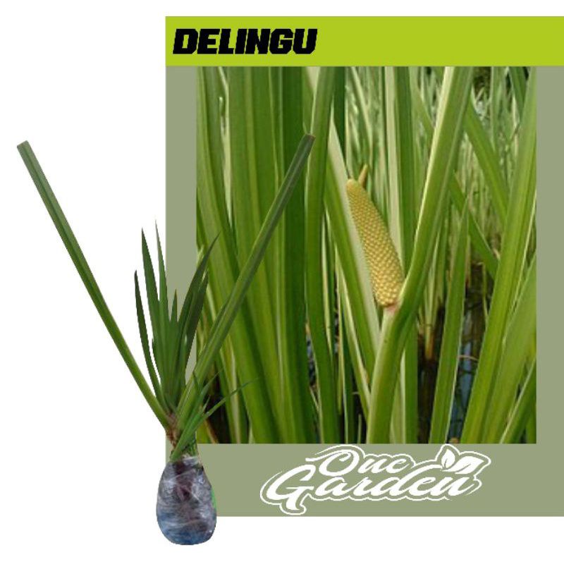 

tanaman herbal delingu bawang keadaan rimbun