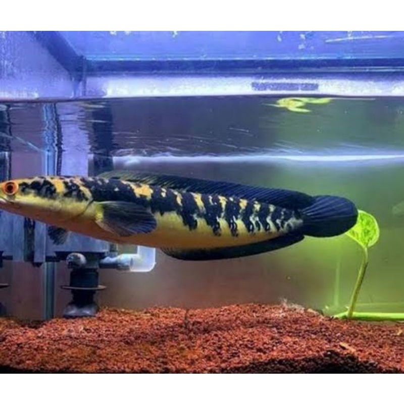 baby channa marun yellow sentarum red eye 8-9 cm