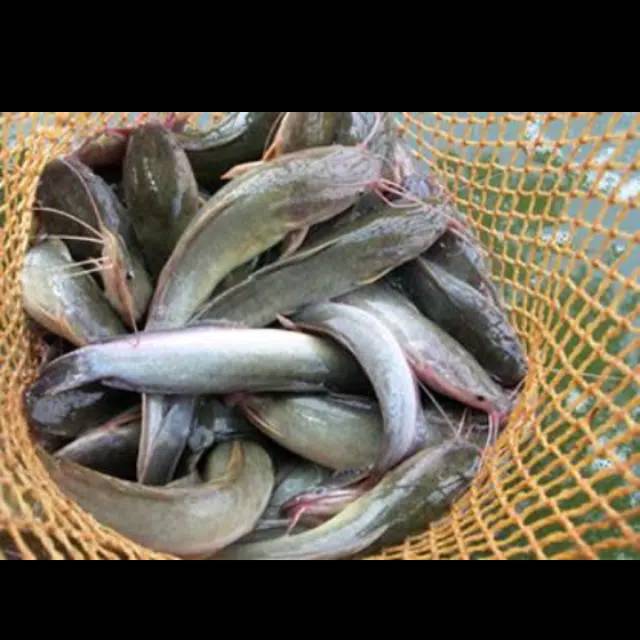 

Ikan lele freesss box isi 4 ikan