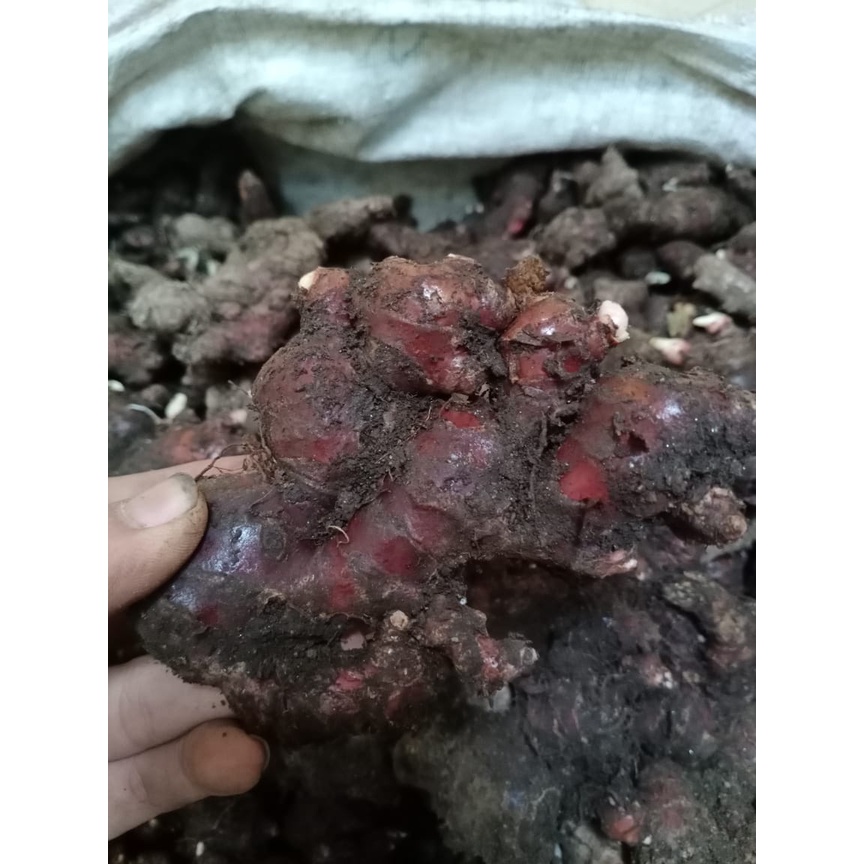 

Jahe Merah Super Fresh 1 Kg