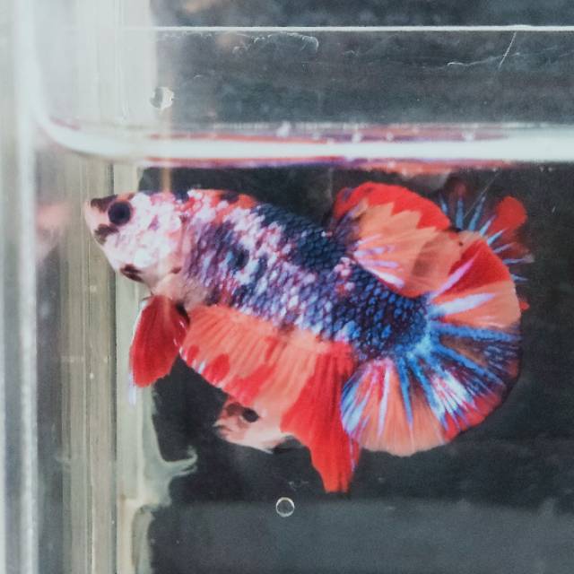 Sepasang Ikan cupang nemo multicolor 00