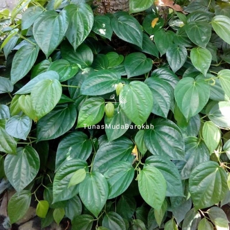 

Daun sirih segar