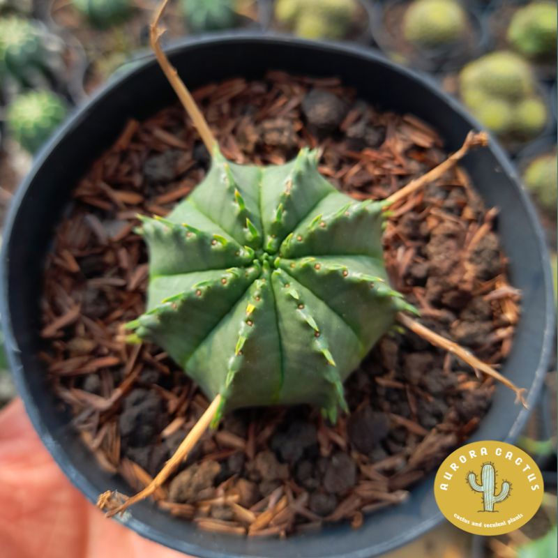 KAKTUS SKULEN euphorbia Valida