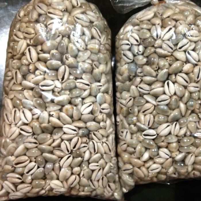 

Biji Kerang Congklak / Kuwuk 500 gram