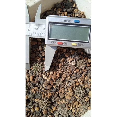 tanaman hias kaktus Lb2178 ori mini