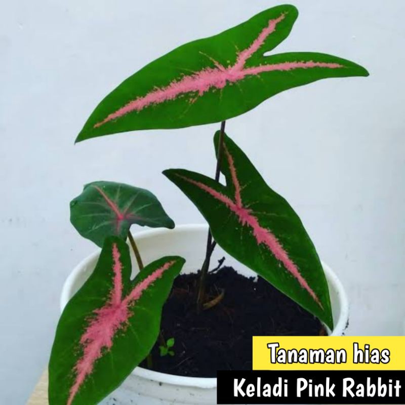 Tanaman hias Keladi Pink Rabbit - Keladi Kelinci - Caladium Pink Rabbit