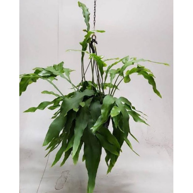 Tanaman hias wijaya kusuma - Bunga wijaya kusuma - Tanaman wijaya kusuma