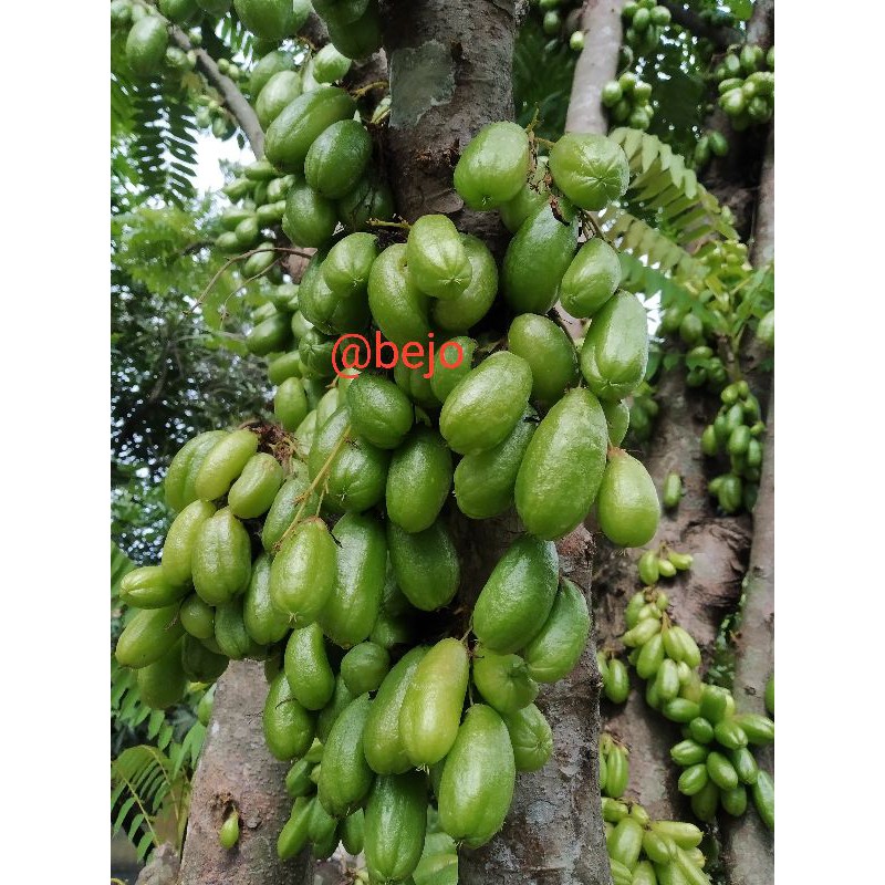 

belimbing wuluh segar baru petik / blimbing sayur star fruits 250gram