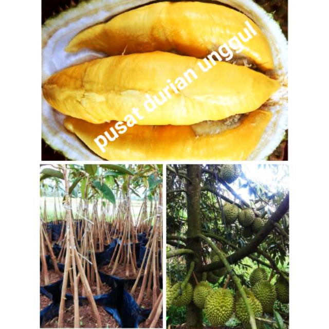 musang king kaki 5 bibit durian unggul berkualitas super -  buah duren musangking jumbo bangkok