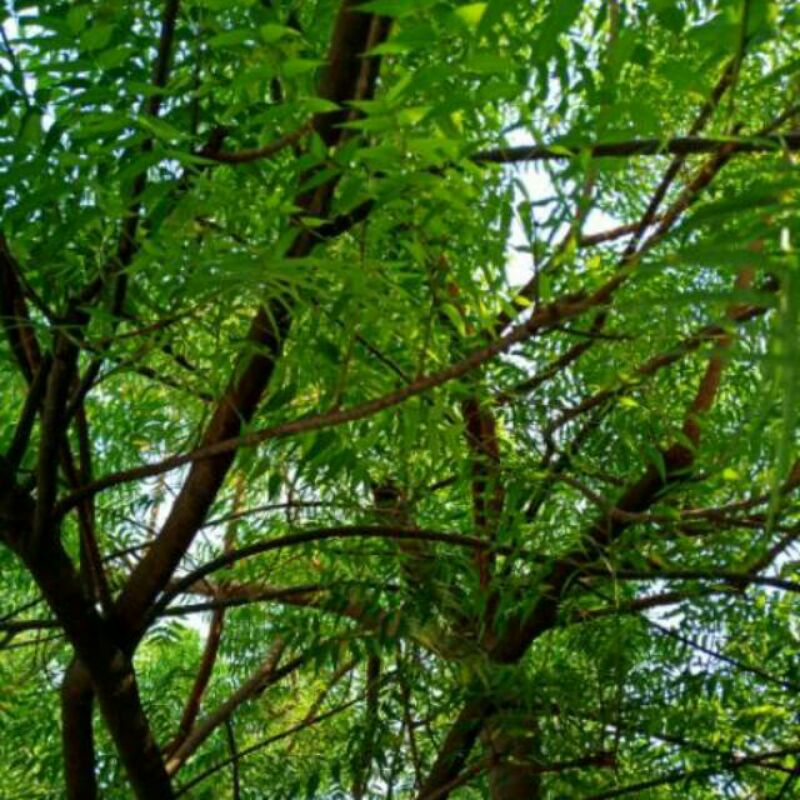 

daun mimba/daun soekarno 100gr