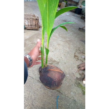 Bibit Kelapa Kembar Bahan Bonsai 2 tunas asli - bahan bonsai kelapa kembar 2 tunas hijau