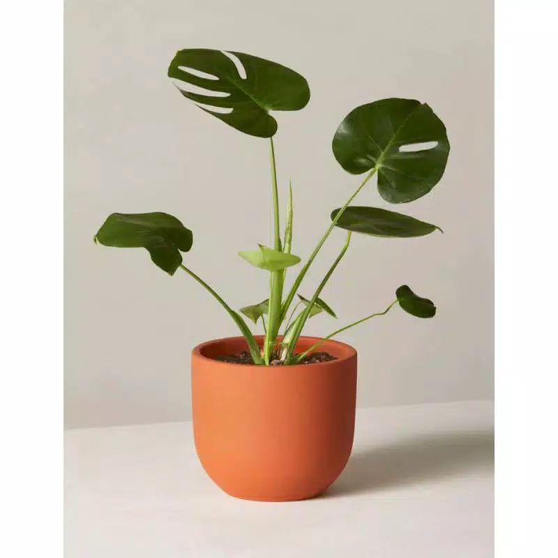 

DELICIOUS#monstrea delicious 3_4 daun