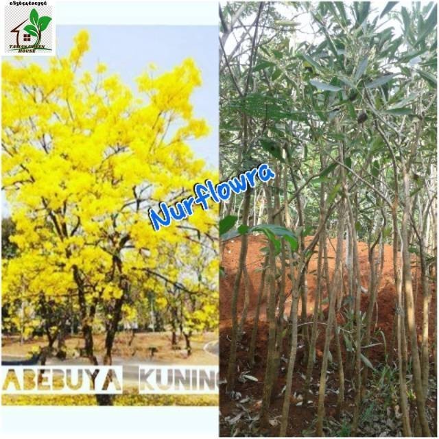 Tabebuya kuning 3 meter tanaman hias tabebuya tanaman hias