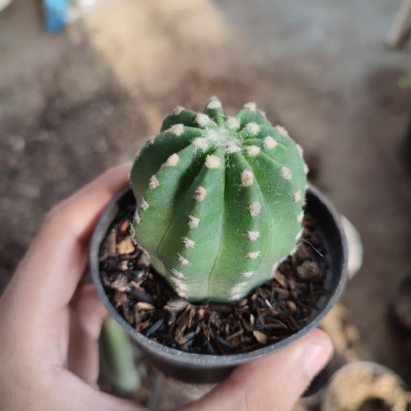 Kaktus ownroot Echinopsis subdenudata inermis