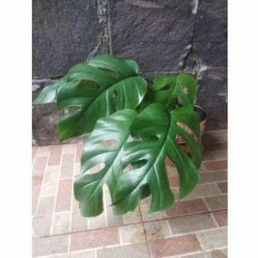 Bonggol monstera rhapidopora tetrasperma (batang/akar).tetrasperma rhapidopora