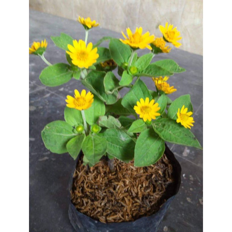 Termurah Berkuwalitas Bibit Bunga Seribu Bintang (Berbunga)Termurah Bisa Di Banyar Ditempat Atau Cod