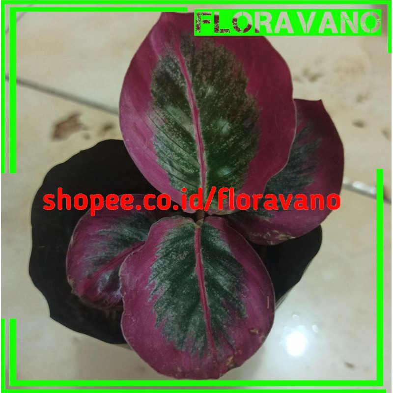 calathea sintia pink