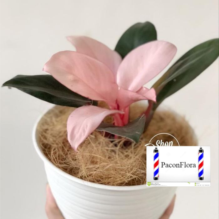 MURAH tanaman hias Philo pink kongo - philodendron pink Kongo