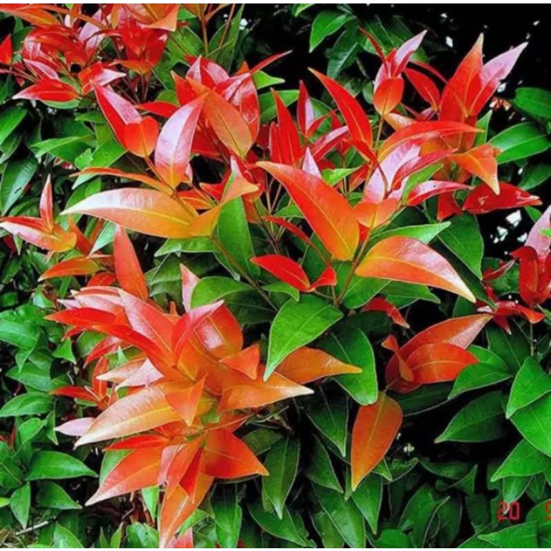 tanaman pucuk merah tinggi 20 cm rimbun