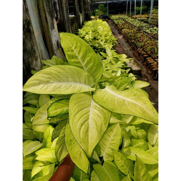 BUNGA AGLONEMA TISU TERMURAH / AGLONEMA TISU / AGLONEMA DIVEN TISU TERMURAH