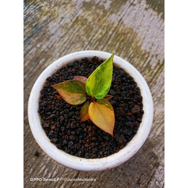 Hokeri pink merah istimewa