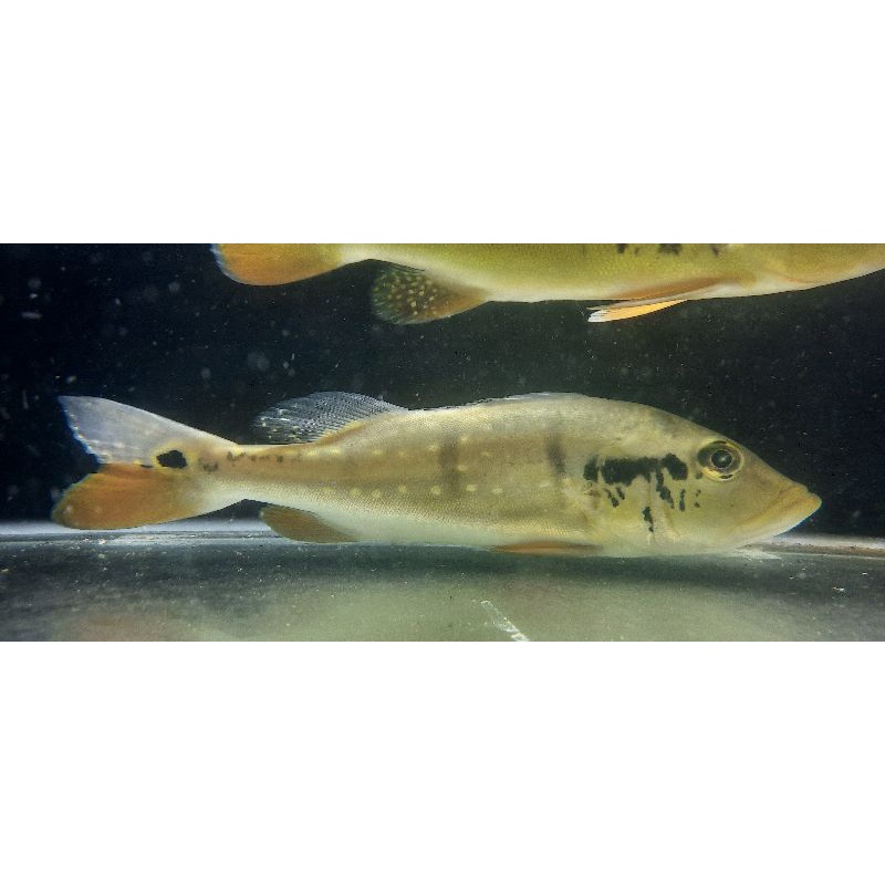 Pecockbass pbass Temensis Minus