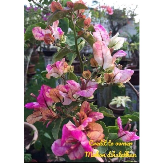 Bougenville / Bugenvil Citra Strip