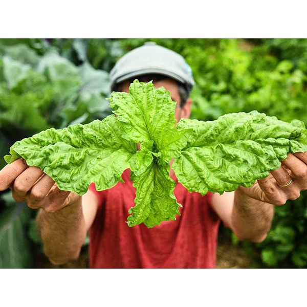 Benih Bibit Biji - Basil Lettuce Leaved Big Leaf (Basil Jumbo) Herb Seeds - IMPORT