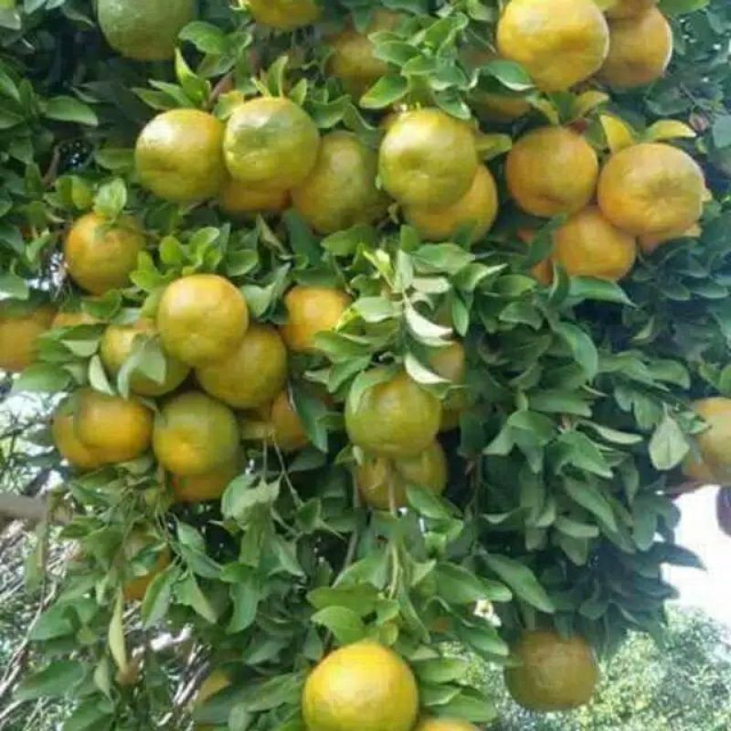 

Jeruk Buah Siem Madu Fresh Manis 1 kg