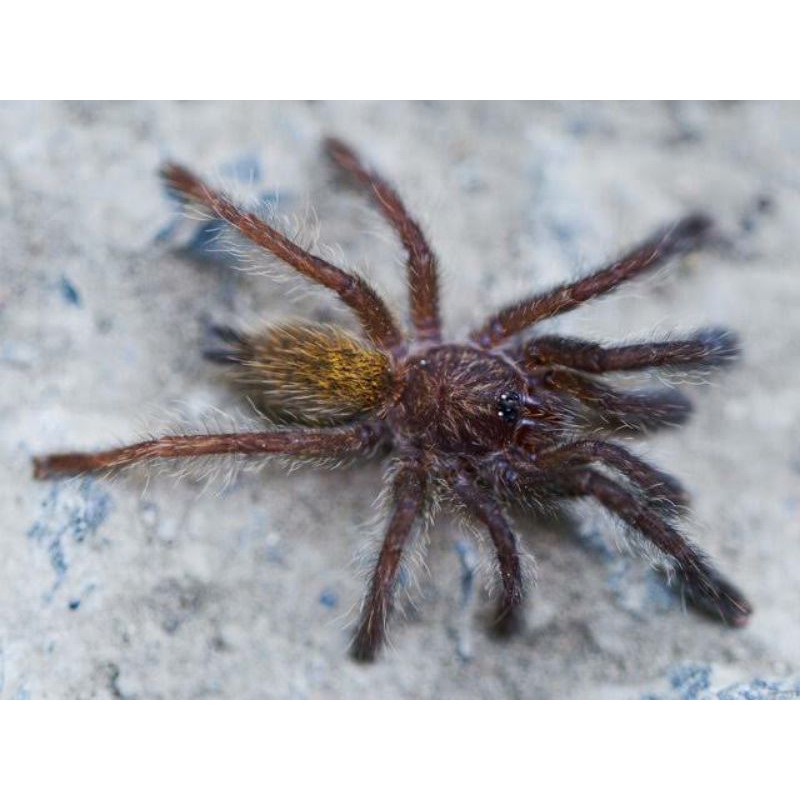 Orange baboon tarantula/pterinochilus murinus sling 1 cm
