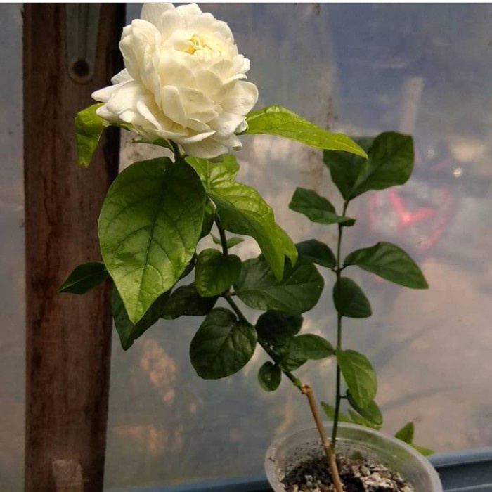 TANAMAN HIAS BUNGA MELATI TUSCANY-MELATI TELUR/TUMPUK