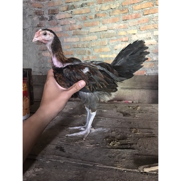 Ayam pelung asli trah juara usia 2 bulan