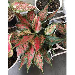 GROSIR Tanaman Hias Bunga Aglonema Ruby Pink - Aglonema Rubi Garuda - RubI Batik - Ruby Ciangmai