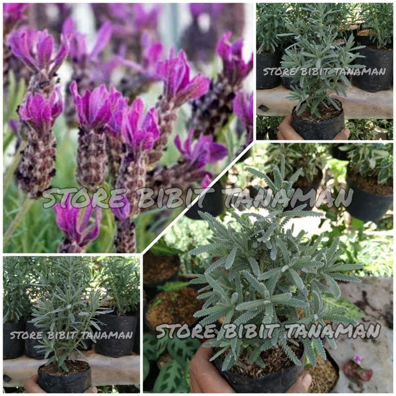 Tanaman Herbal Lavender Frech/Lavender Import
