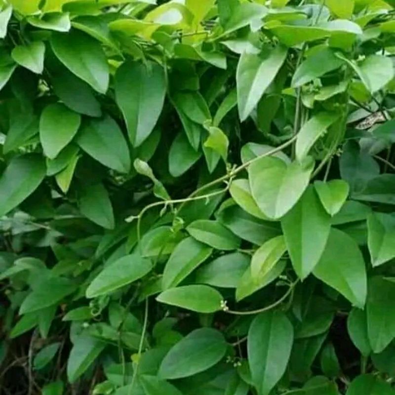 

Daun Caon Cincau Jelly 1 kg 69.000