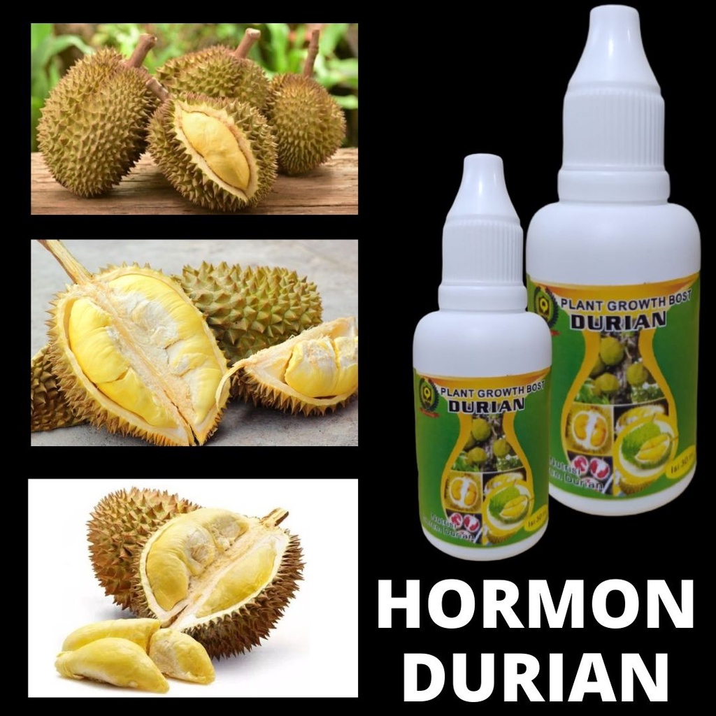 TERLARIS RELIQ Hormon Durian Montong, Pupuk Durian Cair Agar Cepat Berbunga dan Berbuah