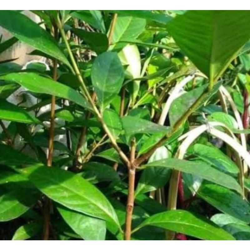 

Daun Salam Fresh