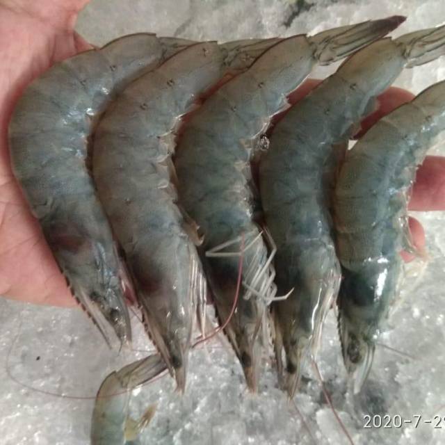 

Udang Vename kualitas Eksport Ukuran 67