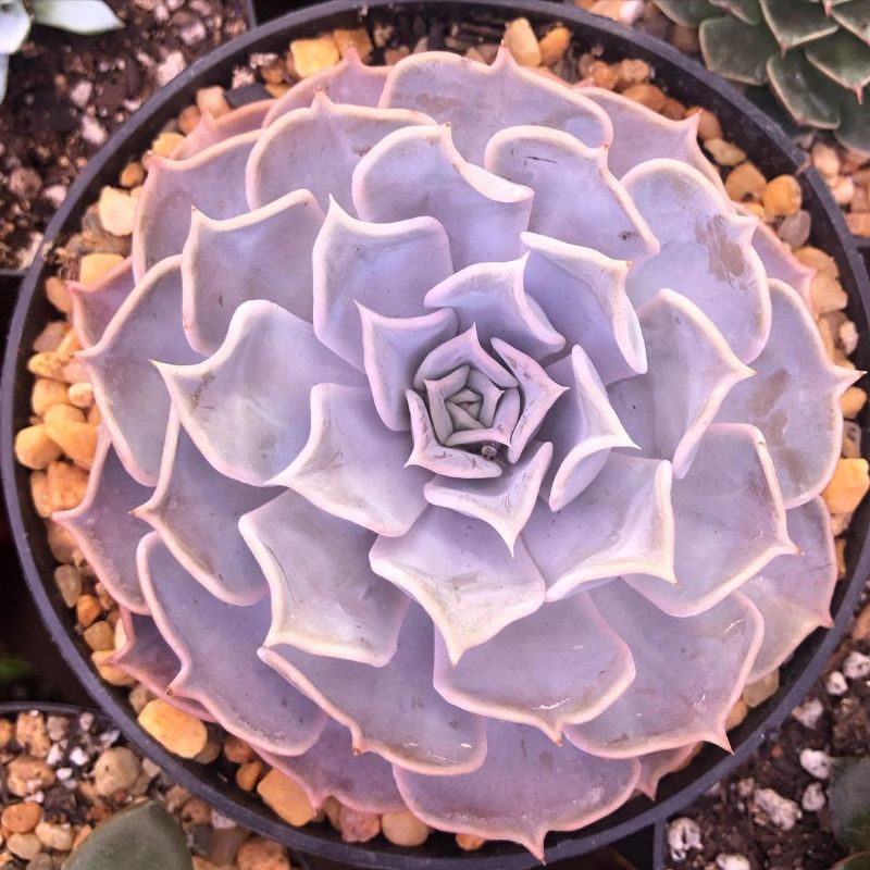 Sukulen Echeveria Lilacina