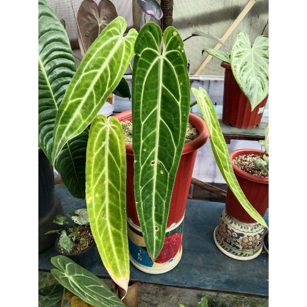 Anthurium Waroqueanum ( Lidah Gajah )