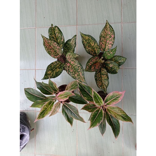 Aglonema Lipstik Puding & Ruby Orange