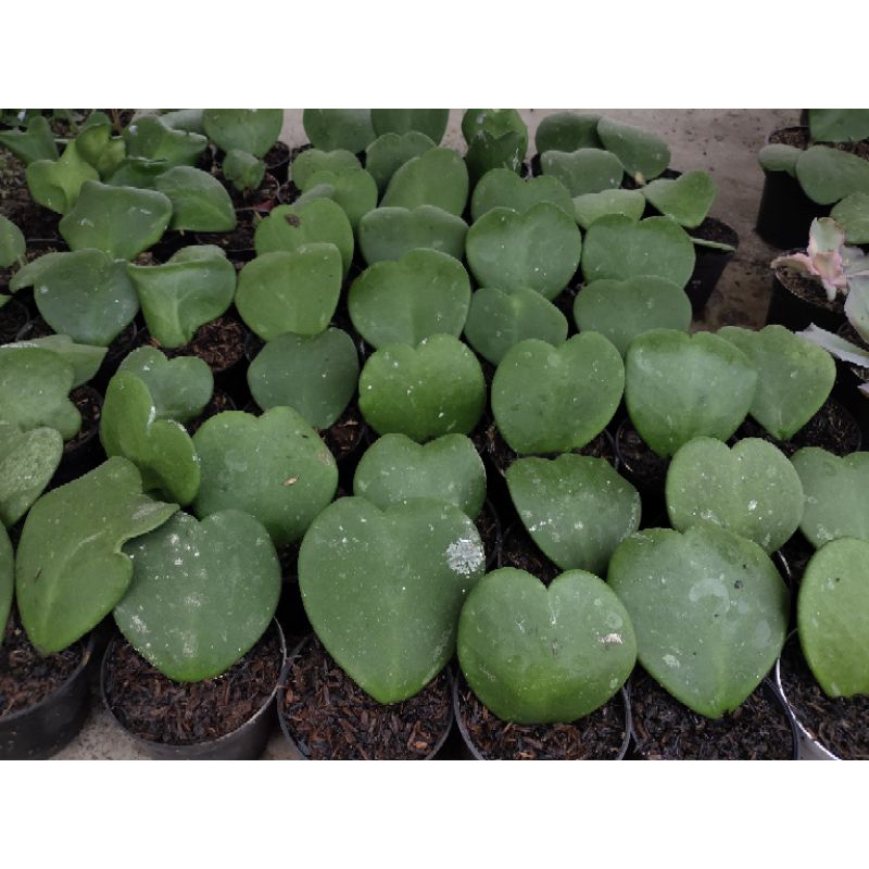 Kaktus sukulent hoya love